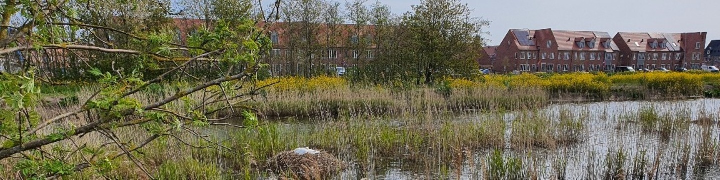 Bomen en water in de Vredenburghzone met op de achtergrond de wijk Triangel.